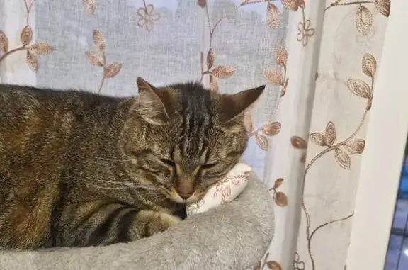 Chatte tigrée perdue à Saint-Romans - photo