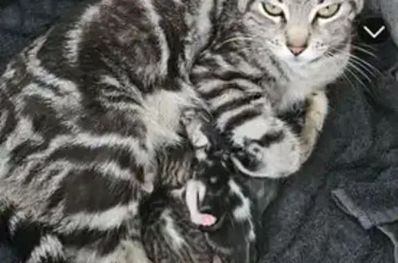 Chatte tigrée argentée perdue, Les Ulis - photo
