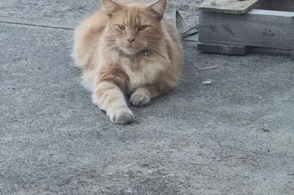 Lost Ginger Giant: Rafiki in Adelaide