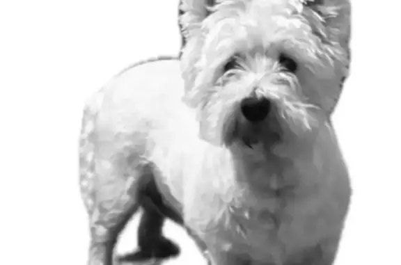 Lost and found pets Wetumpka, photo: Missing Westie: Friendly White Terrier