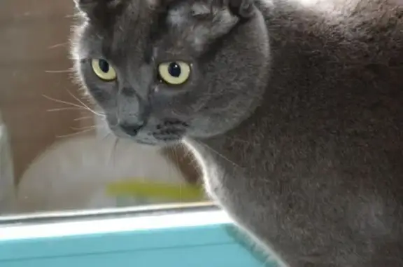 Chat perdu, Thônes, photo: Chartreux 22 ans perdue à Thônes
