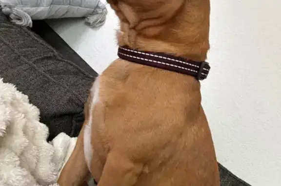 Found dog San Antonio, photo: Found Terrier/Dachshund Mix in San Antonio