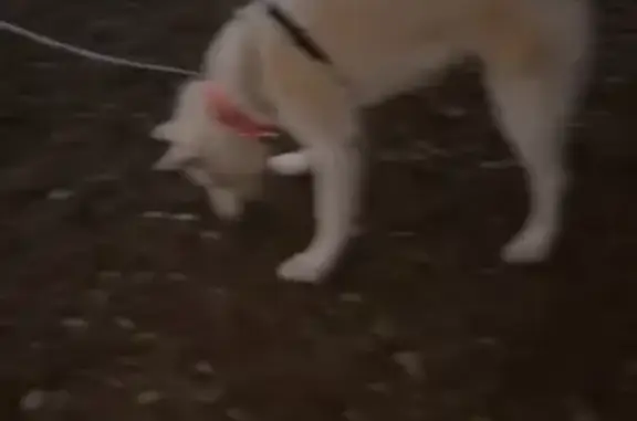 Lost and found pets Charlotte, photo: Lost Dog: Blue-Eyed, Pink Collar, Help!