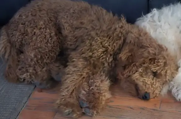 Lost Brown Golden-doodle in Lumberton