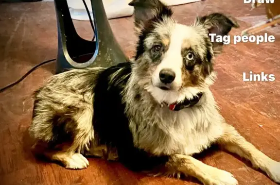 Lost Blue Merle Dog: Unique Eyes, Gatesville