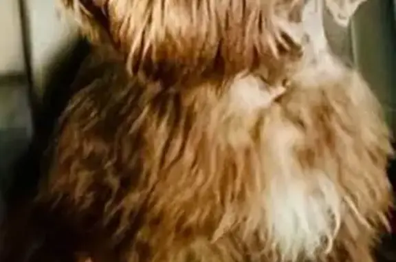 Missing dog Alabaster, photo: Lost Puppy in Evergreen: Help Find Him!