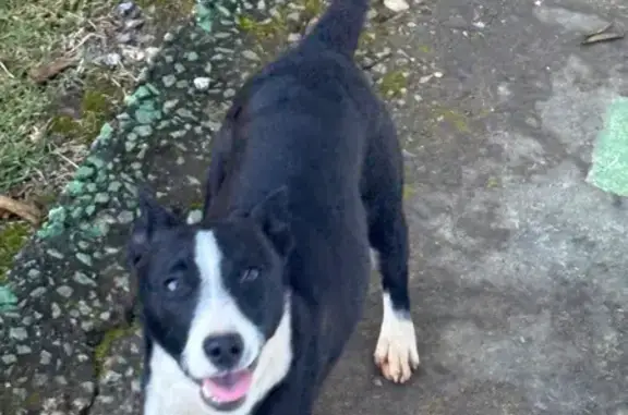 cachorro encontrada