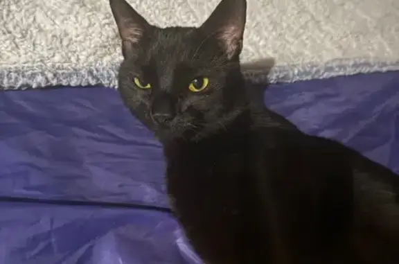 Found pets , photo: Friendly Cat Found on East 70th Street