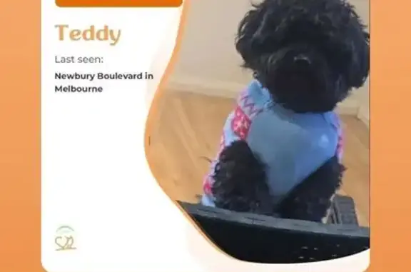 Lost Dog: Black, Newbury Blvd, Hume City