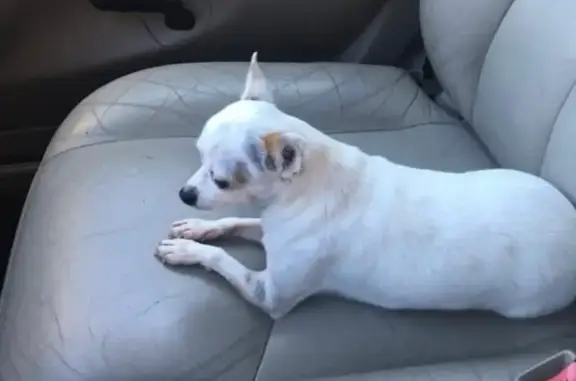 Lost Chihuahua: White with Brown Spot