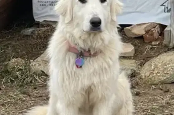 Help Find Sugar Grace: Missing Great Pyrenees