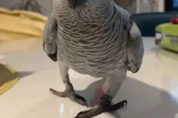 Lost Bird: Responds to 'Hello' in NSW