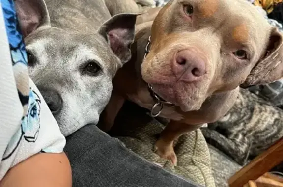 Lost Pocket Bully in Scurry - Help Find Her