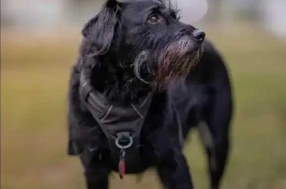 Missing dog Austin, photo: Help Find Noodles: Lost Mini-Schnauzer