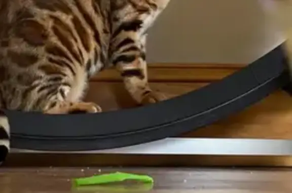 Help Find Meiko: Lost Bengal Cat, $1000 Reward