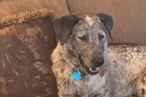 Missing dog Albuquerque, photo: Lost Sweet Dog: Blue Heeler/Lab Mix
