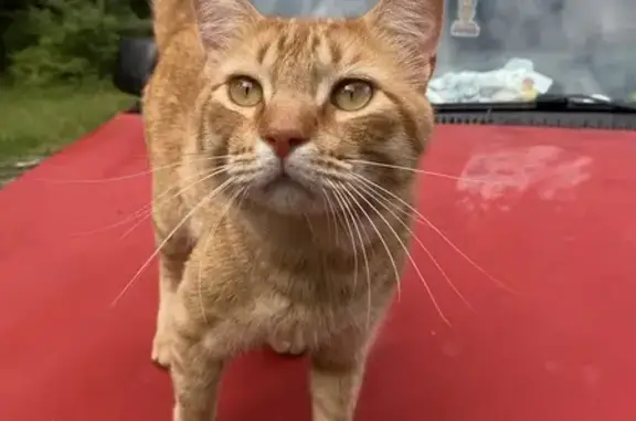 Lost Cat: Friendly, Green Collar, Bryant