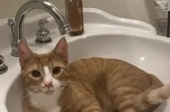 Lost Orange Cat with White Markings