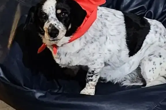 Missing dog Hueytown, photo: Lost Corgi/Beagle Mix: Puddin in Hueytown
