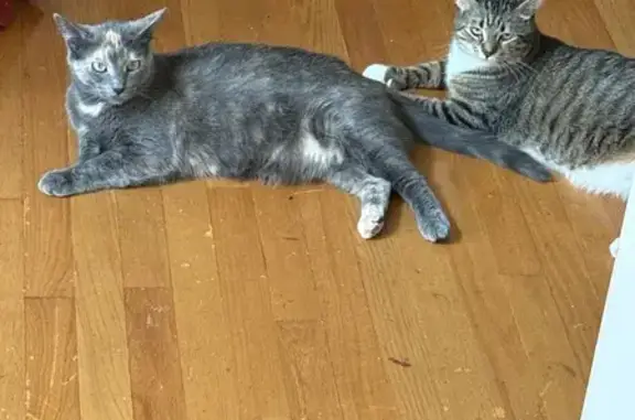 Lost Cat: Blonde Patch, Elk River Area