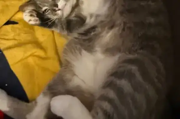 Lost Petite Gray & White Cat in Norway