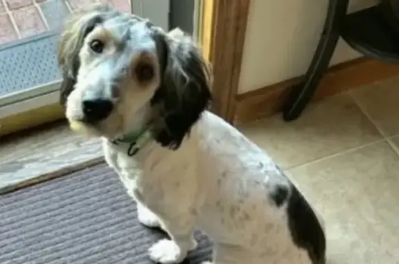 Lost Poodle Mix: Black Ears, Green Collar