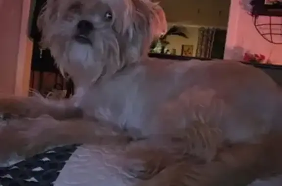 Lost Small White Dog on Lepard Rd, Pontotoc