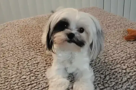 Missing dog , photo: Lost Maltese Shih Tzu: White with Black Markings