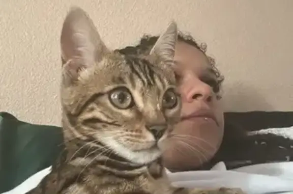 Lost and found pets Las Vegas, photo: Lost Baby Leopard-Like Cat in Las Vegas