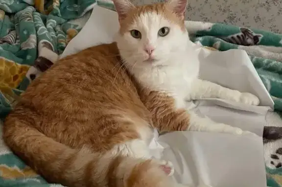 Lost and found pets San Jose, photo: Lost Tabby: Orange & White, Green Eyes