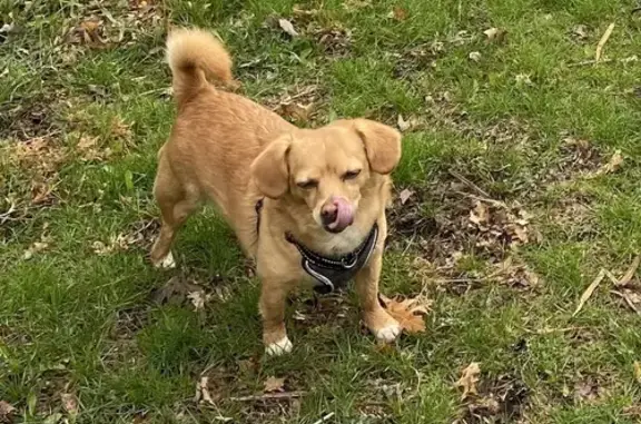 Lost and found pets , photo: Lost: Small Reddish Dog, White Paws