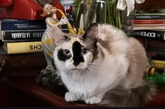 Gata Blanca Perdida: Mancha Negra en Nariz
