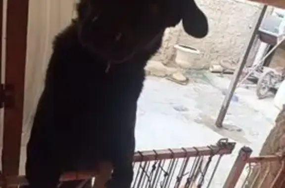 Perro Perdido: Labrador Negro con Cola Enroscada