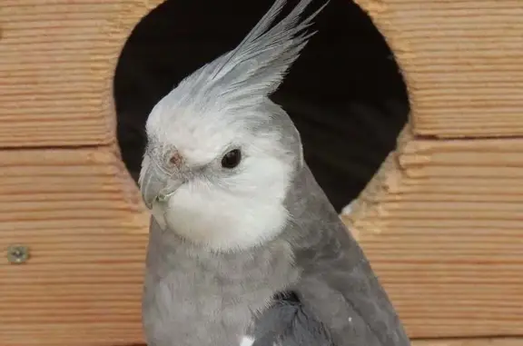 Lost Bird: Whistles & Microwave Mimicry