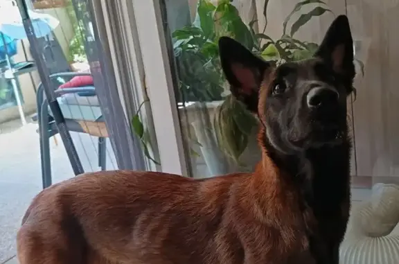 Animaux trouvés Carnoux-en-Provence, photo: Chienne malinoise maigre trouvée à Carnoux