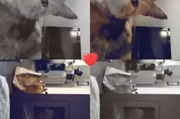 Animaux perdus Verdun, photo: Chatte perdue, mince, stérilisée à Verdun