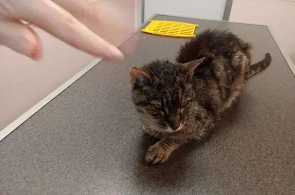 Animaux trouvés Barraux, photo: Chatte tigrée âgée trouvée à Barraux