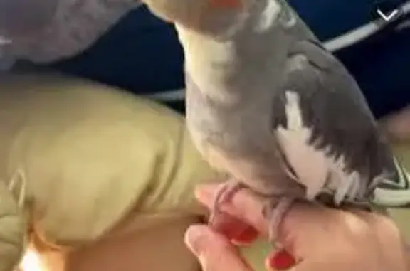 Friendly Cockatiel Lost on Corio Drive