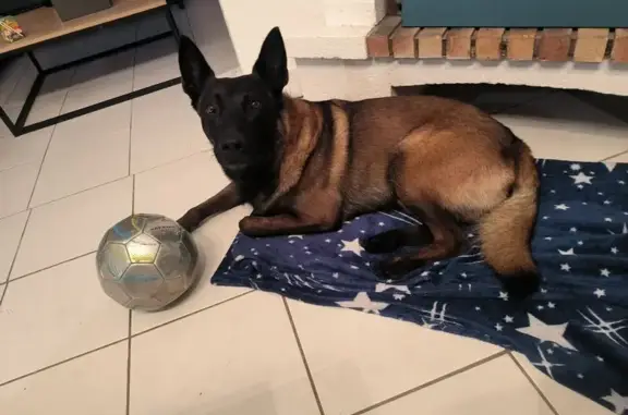 Animaux trouvés Ville-la-Grand, photo: Jeune Malinois trouvé à Genthod, Suisse