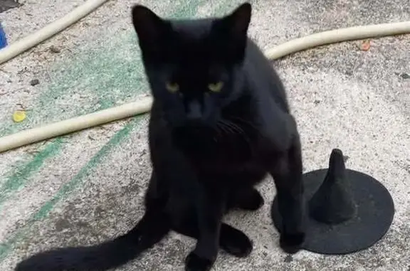 Animaux perdus Besançon, photo: Chatte noire 1 an perdue à Besançon