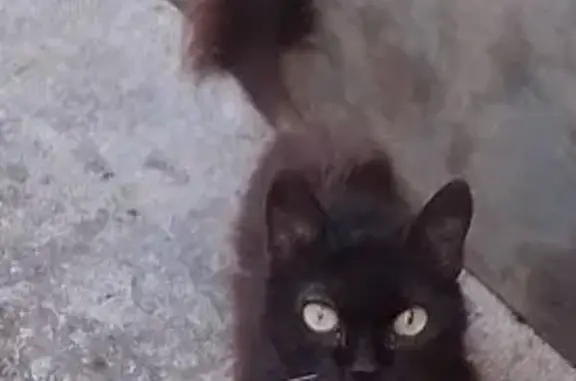 Chat trouvé Le Pouget, photo: Chatte câline trouvée Rue du Porche