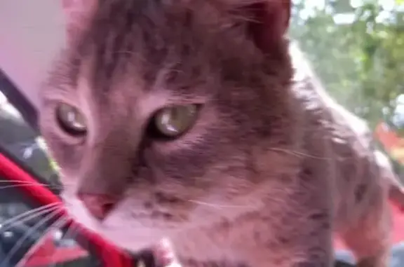 Animaux trouvés Narbonne, photo: Chat gris tigré trouvé à Narbonne