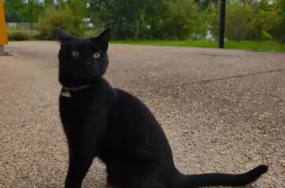 Chat trouvé Magny-les-Hameaux, photo: Chatte noire trouvée à Magny-les-Hameaux