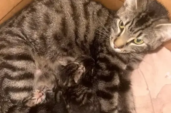 Lost Tabby Cat: Kingsley Rd, Melbourne