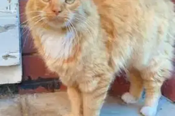 Ginger Cat Missing: Brewer Rd, Melbourne