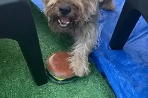 Perro Perdido en San Javier: Yorkshire Terrier