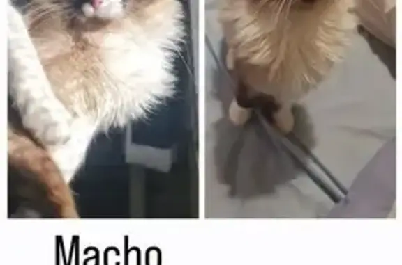 Gato Perdido: Peludo y Cariñoso en Moralzarzal