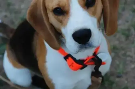 Beagle Rocket perdu à Léon, queue cassée - photo