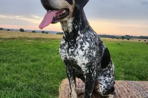 Chien perdu à Erny-Saint-Julien - photo