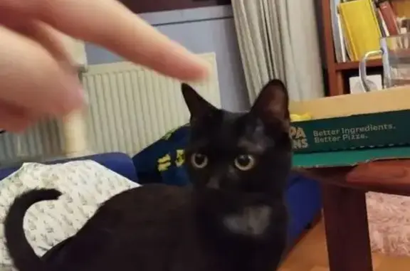 ¡Ayuda! Gato negro perdido en Coballes